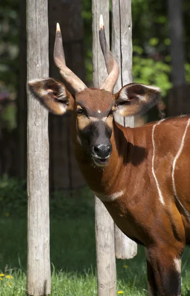 Bongo antelope (Tragelaphus euryceros) — Stock Photo, Image