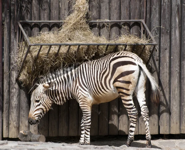 Montanha zebra alimentação — Fotografia de Stock