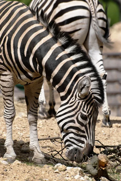 Chapmans zebra (Equus quagga) ) — стоковое фото