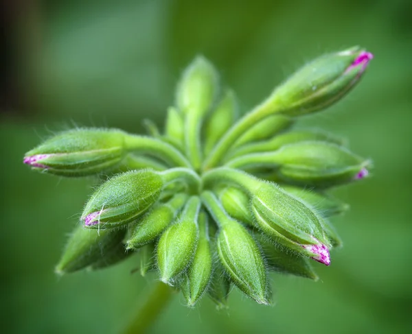 Botões de flores de gerânio (Pelargonium hortorum ) — Fotografia de Stock