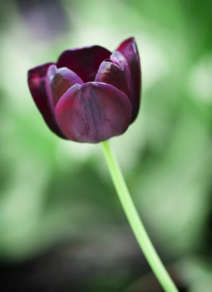 Flowering black tulip — Stock Photo, Image
