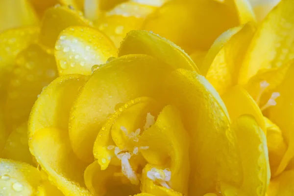 Dewy petals of yellow freesia — Stock Photo, Image