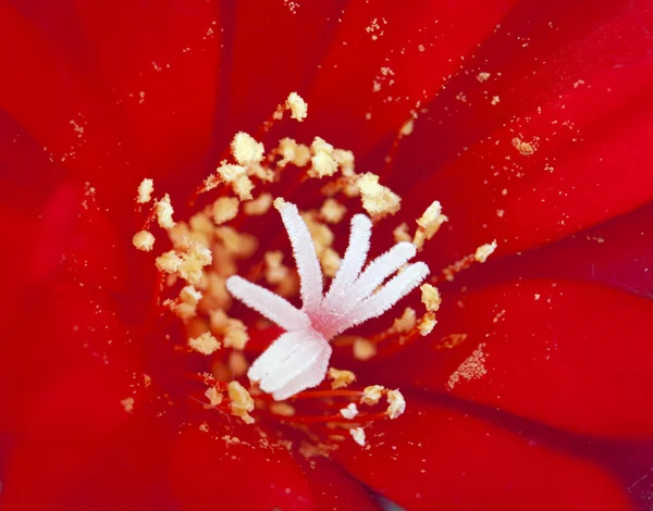 Detail of flowering cactus rebutia deminuta — Stock Photo, Image