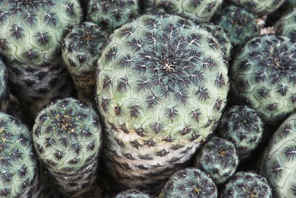 Grön kaktus — Stockfoto