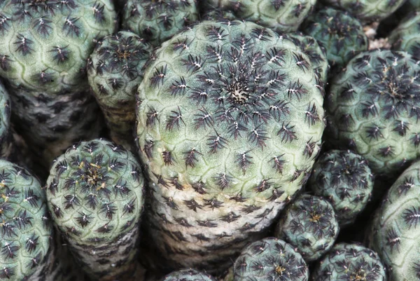 Cactus verde — Foto Stock