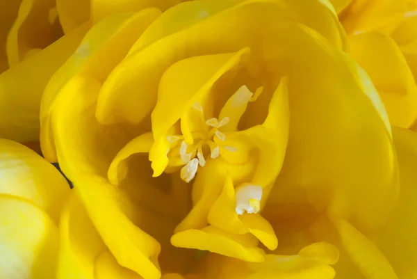Μακροεντολή φωτογραφία της άνθισης κίτρινο freesia — Φωτογραφία Αρχείου