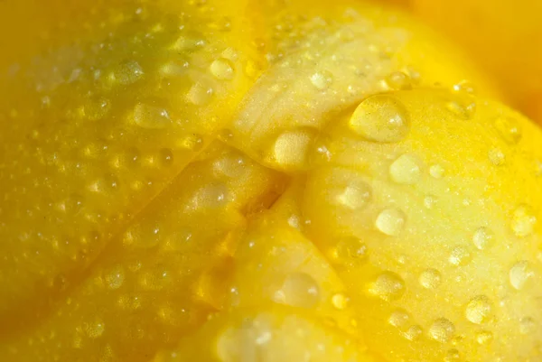 Dewdrops sarı Frezya yaprakları üzerinde — Stok fotoğraf