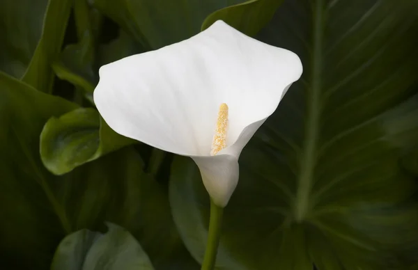 Hermosa flor de cala blanca (zantedeschia ) —  Fotos de Stock