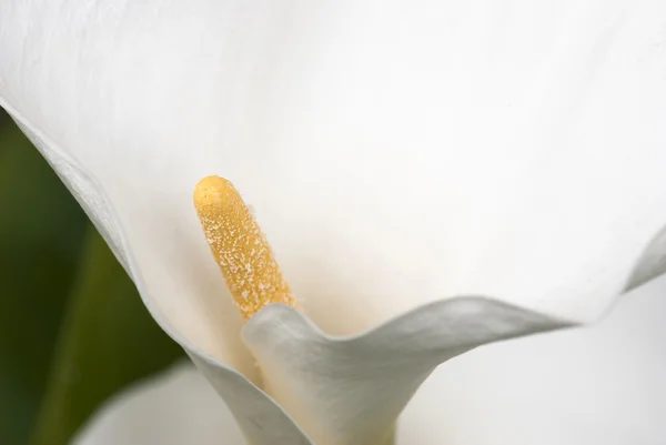 Λεπτομέρεια από το άσπρο λουλούδι calla κρίνος (zantedeschia) — Φωτογραφία Αρχείου