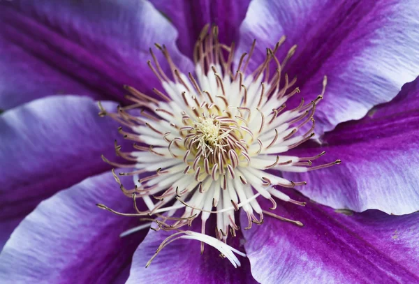 Macro photo of Clematis Nelly Moser flower — Stock Photo, Image