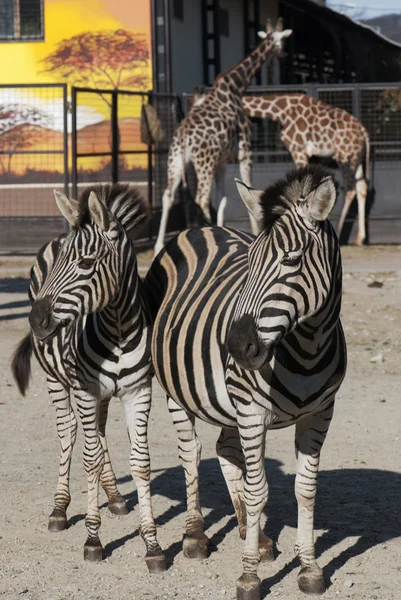 Two zebras and two giraffes — Stock Photo, Image