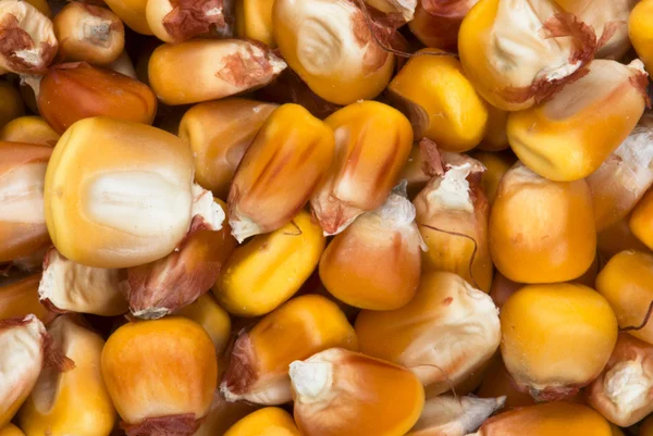 Detalle de maíz seco — Foto de Stock
