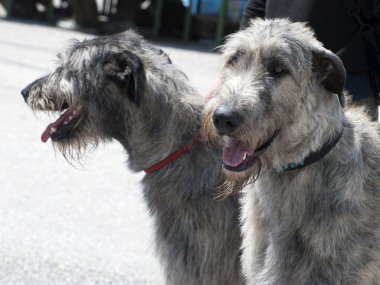 İrlandalı wolfhound köpekler