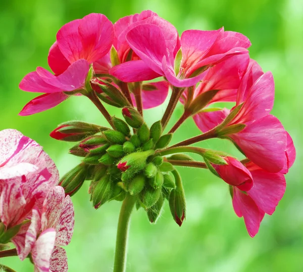 赤いゼラニウムの花 — ストック写真