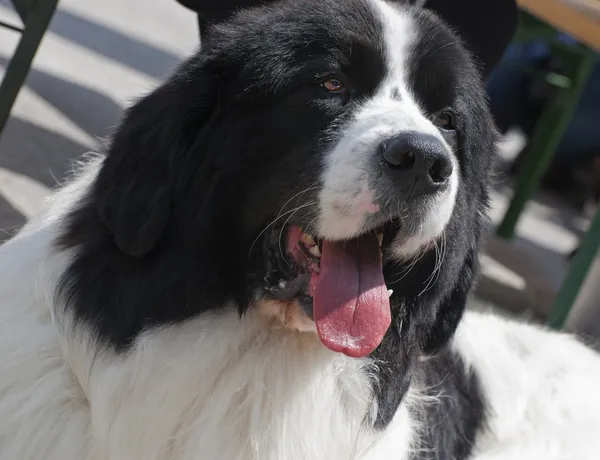 Landseer chien avec langue — Photo
