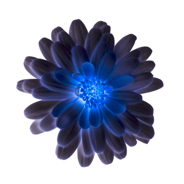 Błyszczący niebieski kwiat na białym tle — Zdjęcie stockowe