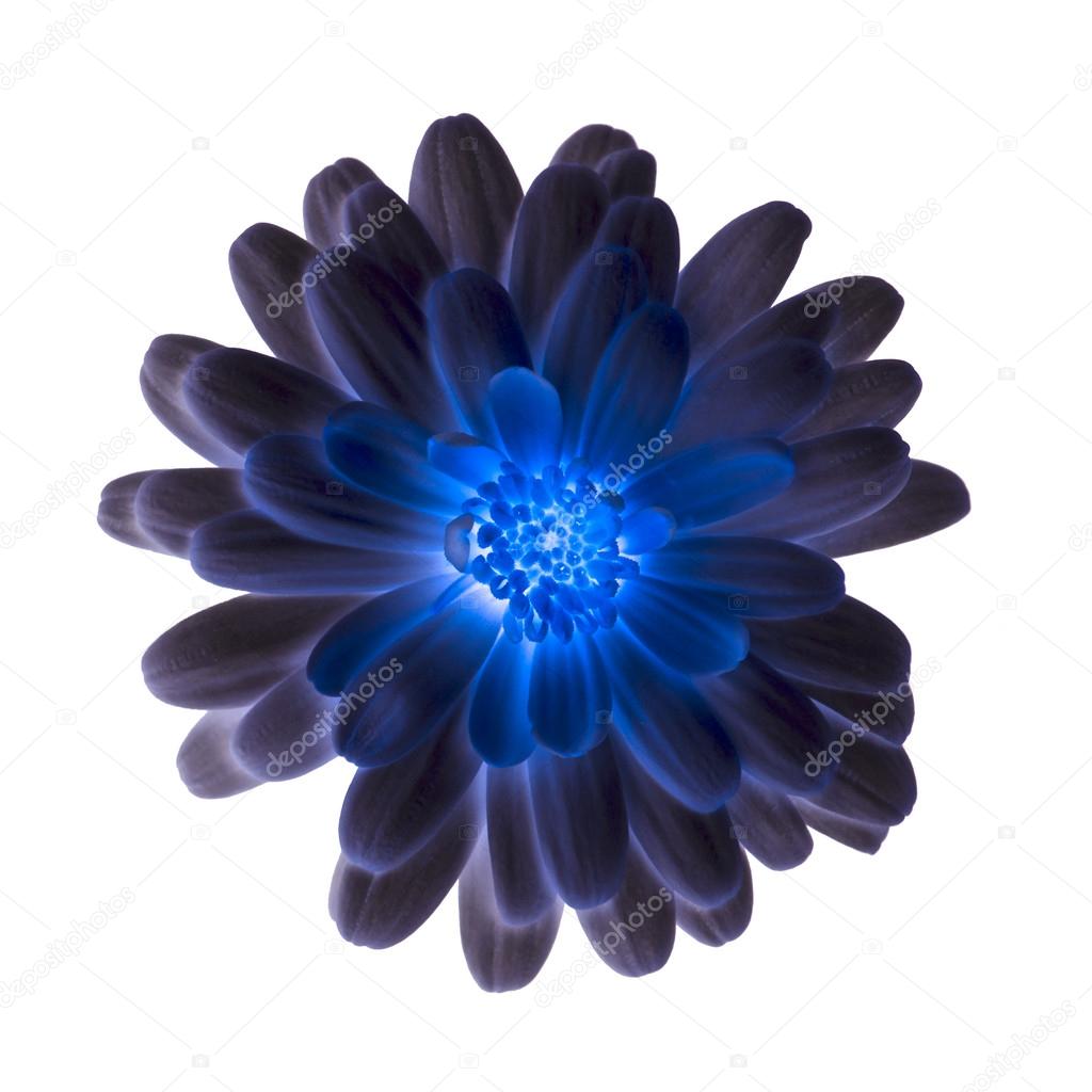 Shiny blue flower on a white background