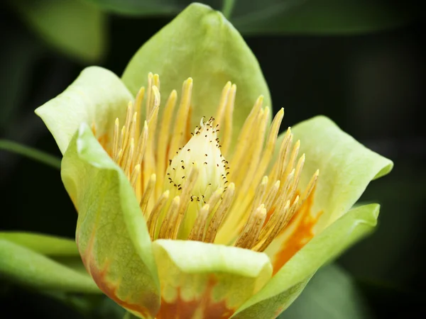 Американський tulip дерева (Liriodendron tulipifera) — стокове фото