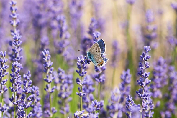 美しい蝶とラベンダーの花 — ストック写真