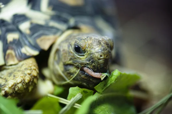 Tortuga de montaña o leopardo (Geochelone pardalis ) — Foto de Stock