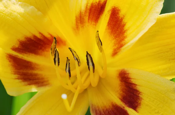 Macro shot of the yellow lily flower — Stock Photo, Image