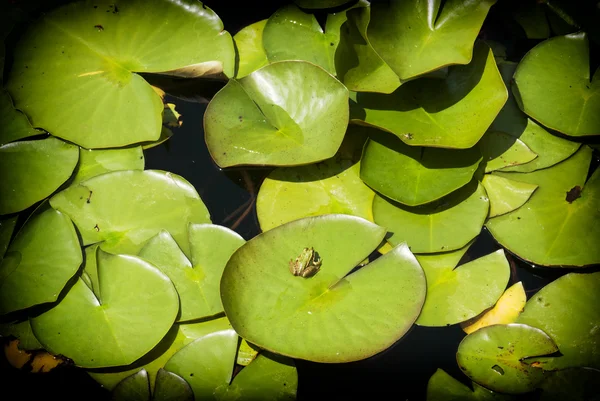 Folhas verdes de lírio de água e rã — Fotografia de Stock