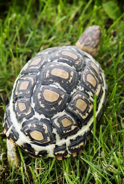 Tortuga caminando sobre el césped — Foto de Stock