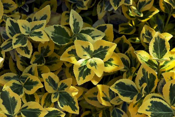 Ouro esmeralda (Euonymus fortunei ) — Fotografia de Stock