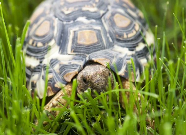 Черепаха ходит по зеленой траве — стоковое фото
