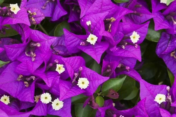 Bougainvillea purple flowers — Stock Photo, Image