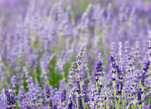 Flores de lavanda — Fotografia de Stock