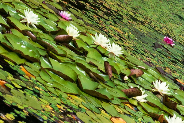 Vattenytan täckt med blommande näckrosor — Stockfoto