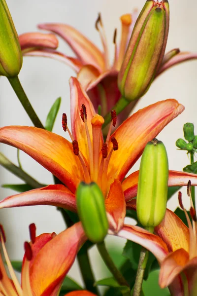 Detail of orange lily flowers — Stock Photo, Image