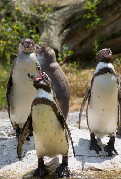 Humboldt penguins (Spheniscus humboldti) — Stock Photo, Image