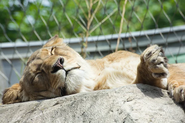 Löwin (Panthera leo)) — Stockfoto