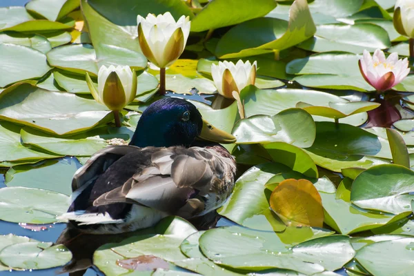 Ente und Seerose — Stockfoto