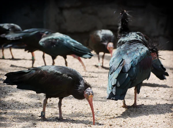 Severní plešatý ibis (geronticus eremita) — Stock fotografie