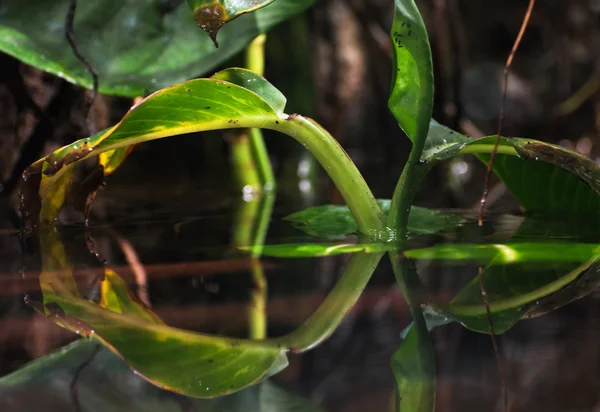 Grönt blad återspeglar i vattnet — Stockfoto