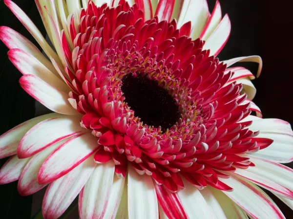 Close-up van rode gerbera bloem — Stockfoto