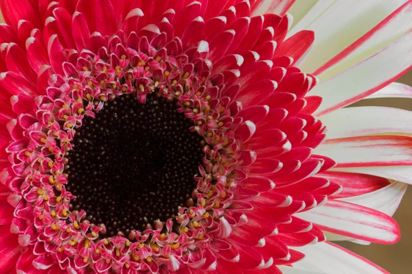 Gerbera pozadí — Stock fotografie