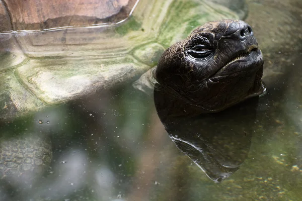 Želva obrovská (Aldabrachelys gigantea) — Stock fotografie