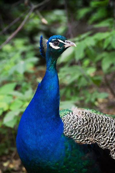 Pfauenporträt — Stockfoto