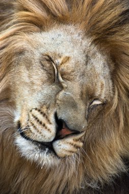 Barbary aslan (Panthera leo leo)