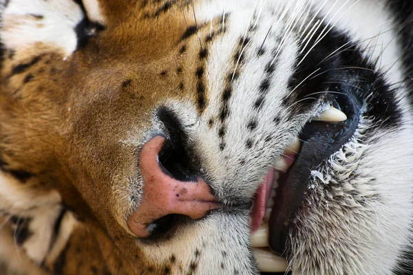 Detalle de un tigre siberiano dormido — Foto de Stock