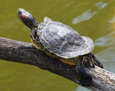kırmızı kulaklı kaydırıcı (Trachemys betiği elegans)