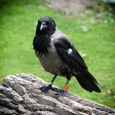 Kapüşonlu Karga (Corvus corone cornix)