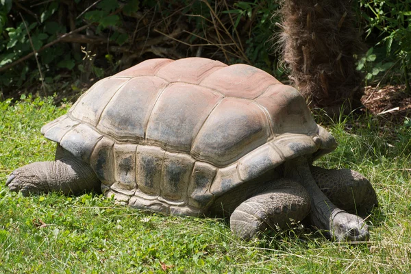 Aldabra reuzenschildpad (Aldabrachelys gigantea) — Stockfoto