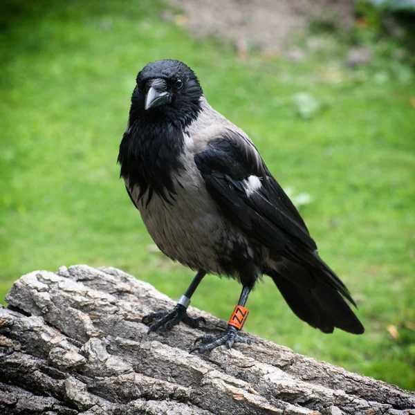 Cuervo encapuchado (Corvus corone cornix) — Foto de Stock