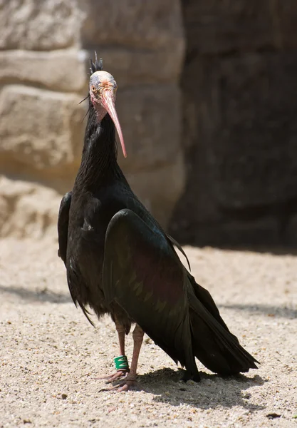 Severní plešatý ibis — Stock fotografie