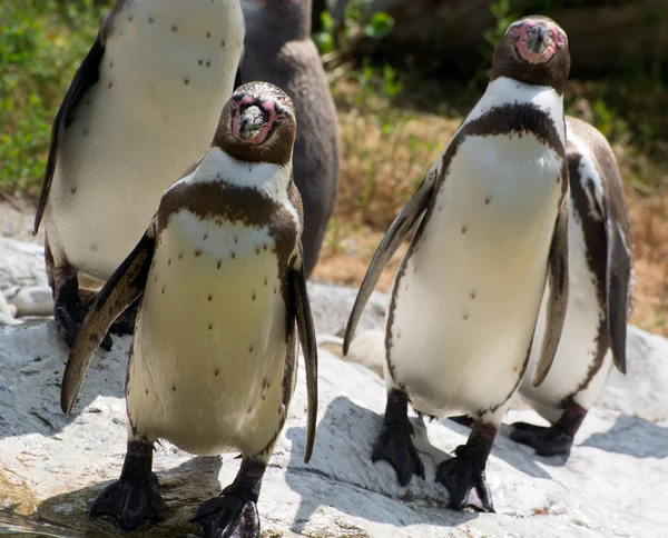 Group of Humboldt penguins (Spheniscus humboldti) — Stock Photo, Image